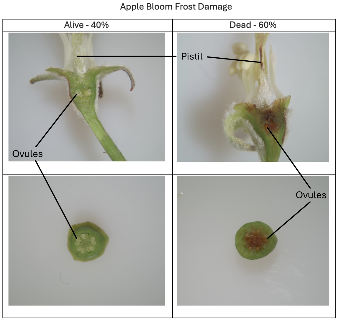Freeze Damage on Apple Blossoms